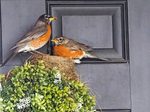 Can You Move a Bird Nest Near Your Home?