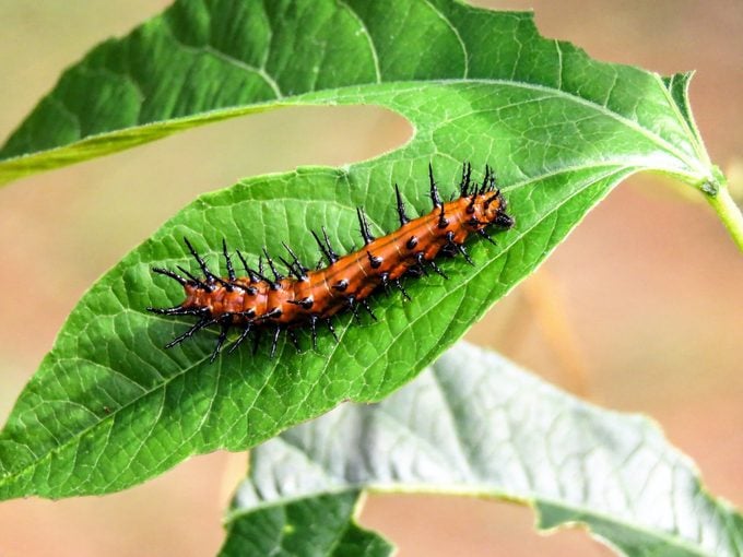 The coloration on a Gulf fritillary caterpillar is similar to the adult's.