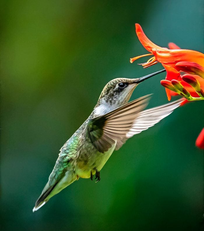 hummingbird anatomy
