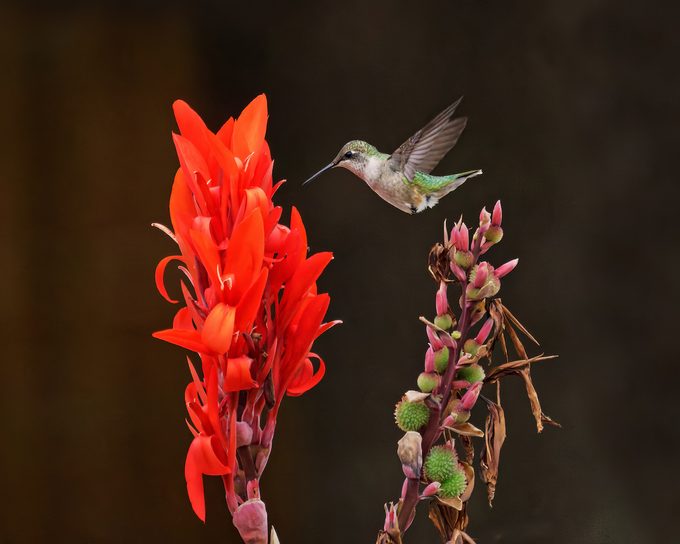 Hummingbird visiting a canna plant
