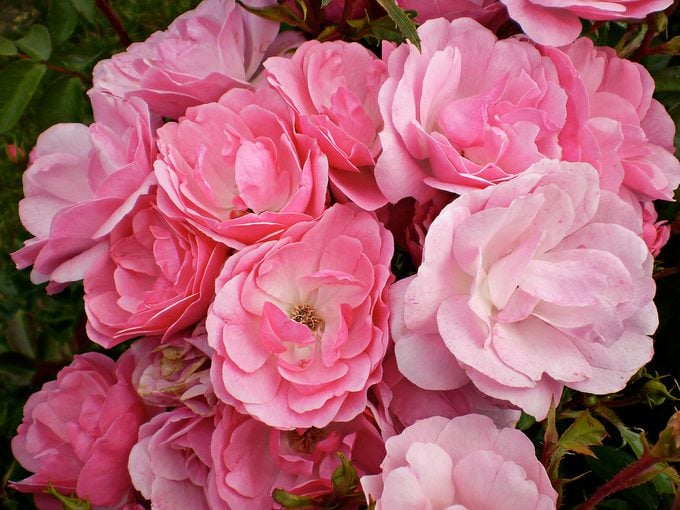 pinktopia types of roses