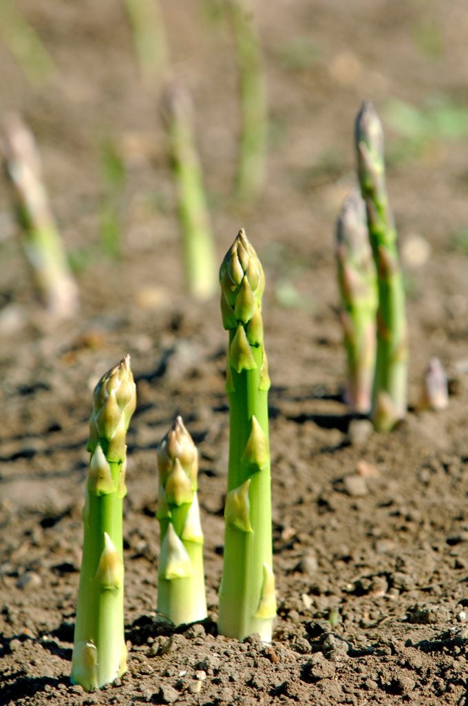 Aspargus Growing In Field   Norfolk England