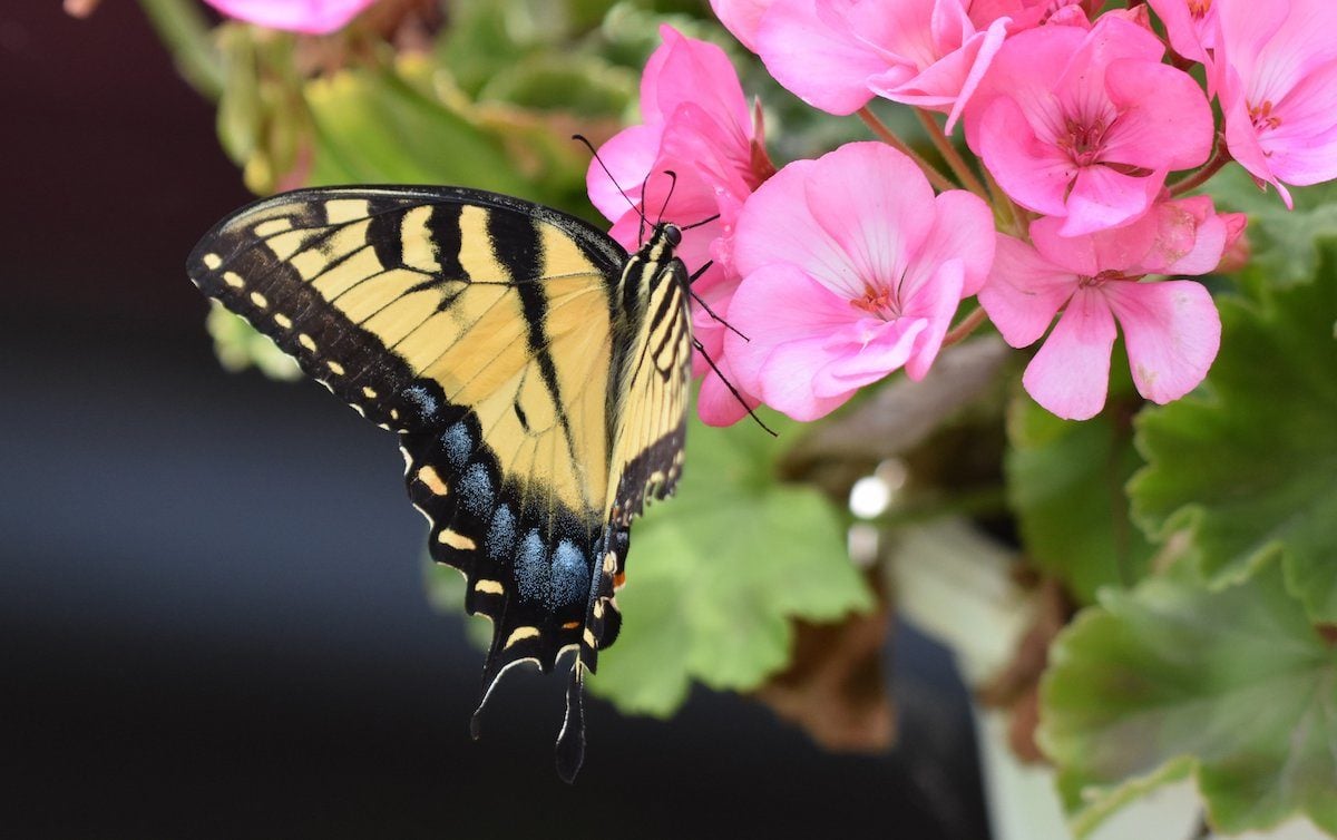 Swallowtail butterfly on pink geraniums