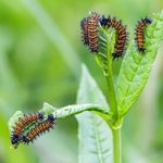 Caterpillar Cafe: Grow Host Plants to Attract Caterpillars
