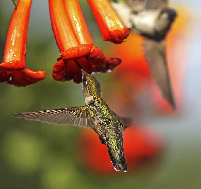 Ruby Throated Hummingbird Feed Trumpet Creeper Vine