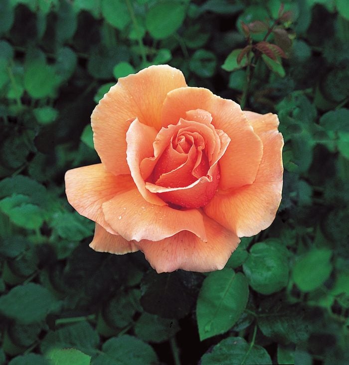 'just Joey' hybrid tea Rose, types of roses