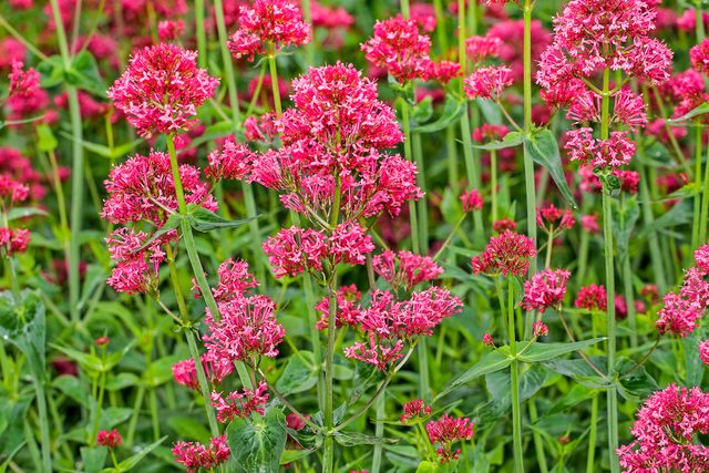 Red Valerian, Valerian, Jupiter's Beard, Spur Valerian (centranthus Ruber), Blooming, late summer flowers