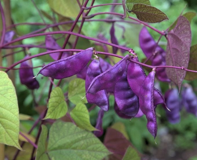 vines for hummingbirds Hyacinth Bean Or Egyptian Bean Seed Pods