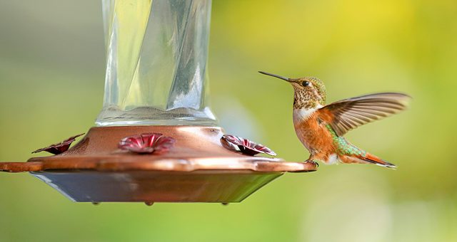 Hummingbird Eating, how long do hummingbirds live