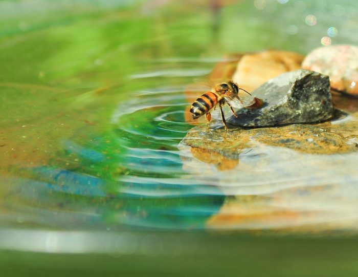 water for bees
