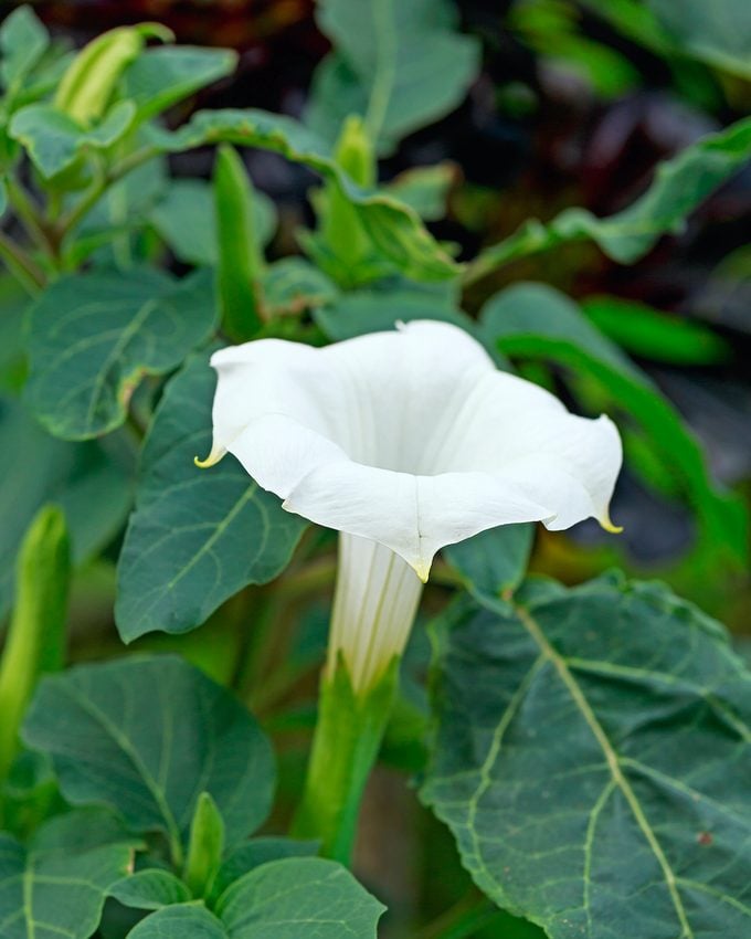 Brugmansia Datura Angel's Trumpet Flower In Summer Garden