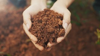 how to test soil pH