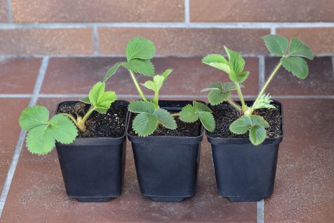 free plants, Strawberry seedlings in pots for growing at home.
