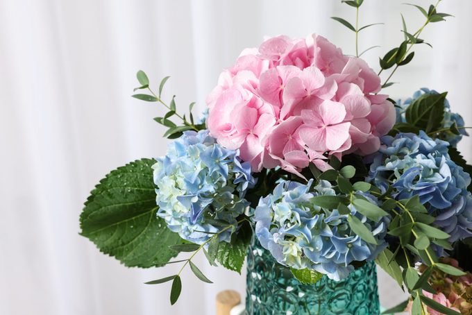 Beautiful Hortensia Flowers In Vase Indoors Closeup