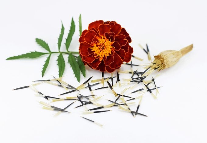 Tagetes flower with leaf and seeds