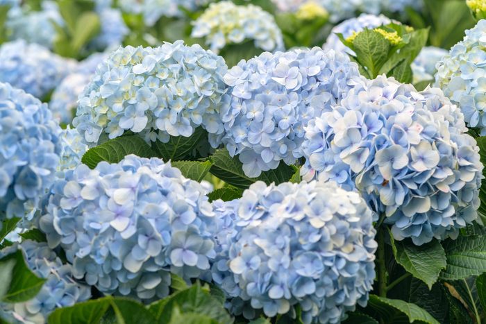 Close Up Of Hydrangeas With Hundreds Of Flowers Blooming All The Hills