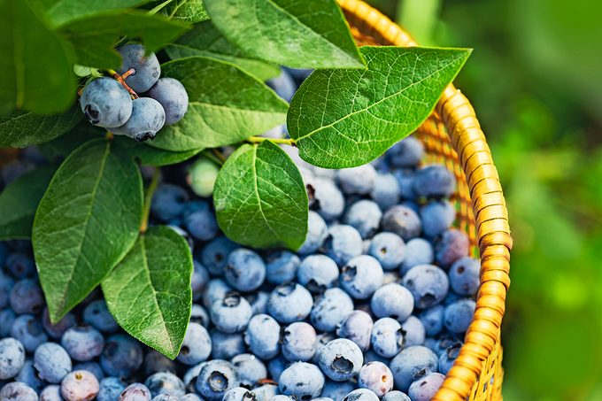 How to grow blueberries in your garden