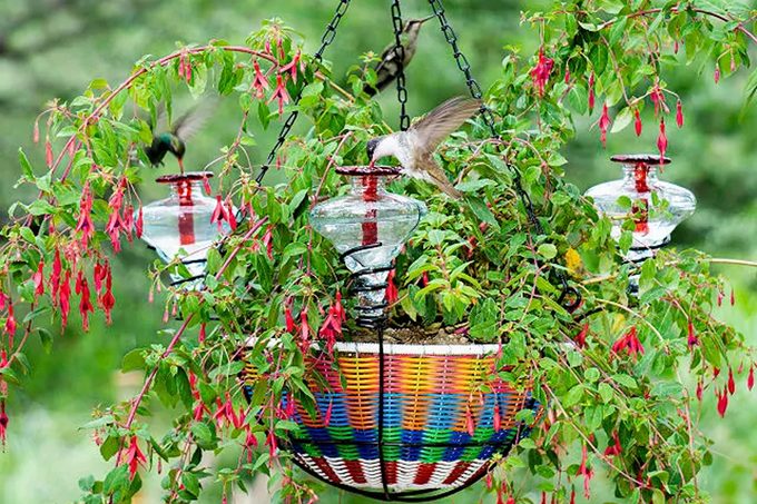 Hanging Basket Hummingbird Feeder Ecomm Uncommongoods.com