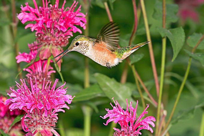 hummingbird habitat