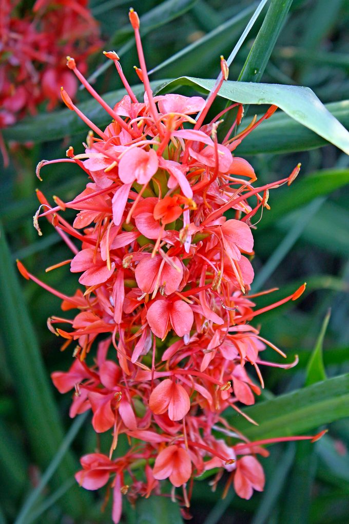 You can grow tropical plants, like this Slim’s Orange ginger lily, in containers.
