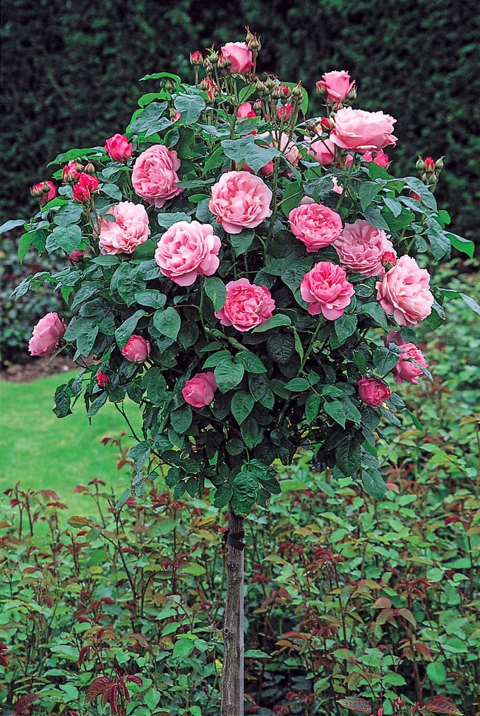 Mary Rose Standard, types or roses