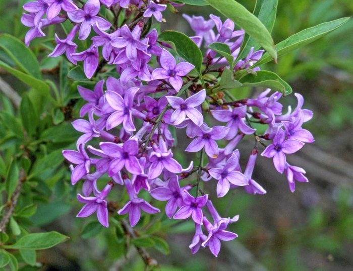 Leaves And Purple Flowers From Syringa X Laciniata (lilac), bush with purple flowers