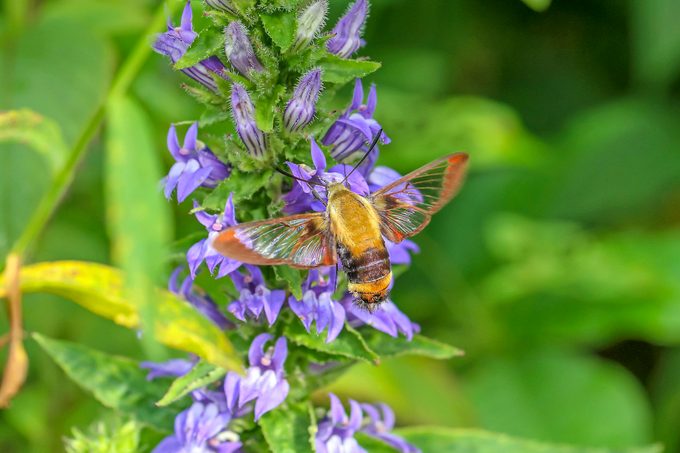 Clearwing Hummingbird Moth Drinking Nectar At Great Blue Lobelia, late summer flowers