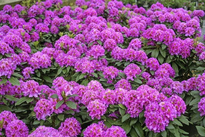 Pw Dandy Man Purple 9432, bush with purple flowers