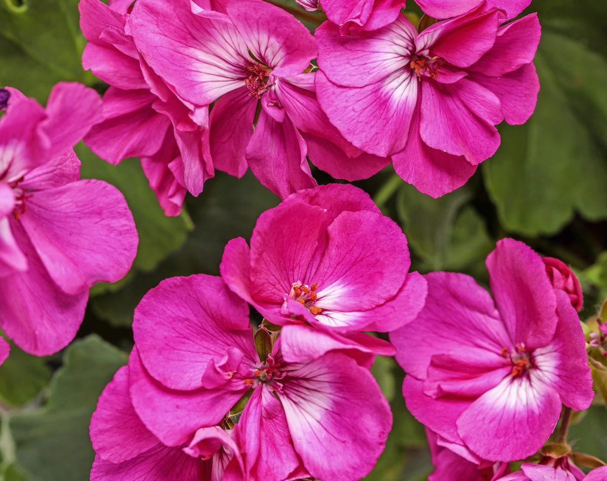 Boldly Hot Pink geranium