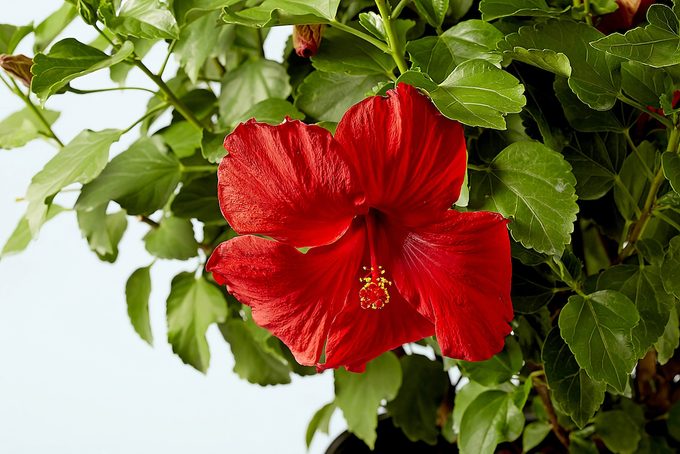 Hollywood First to Arrive tropical hibiscus