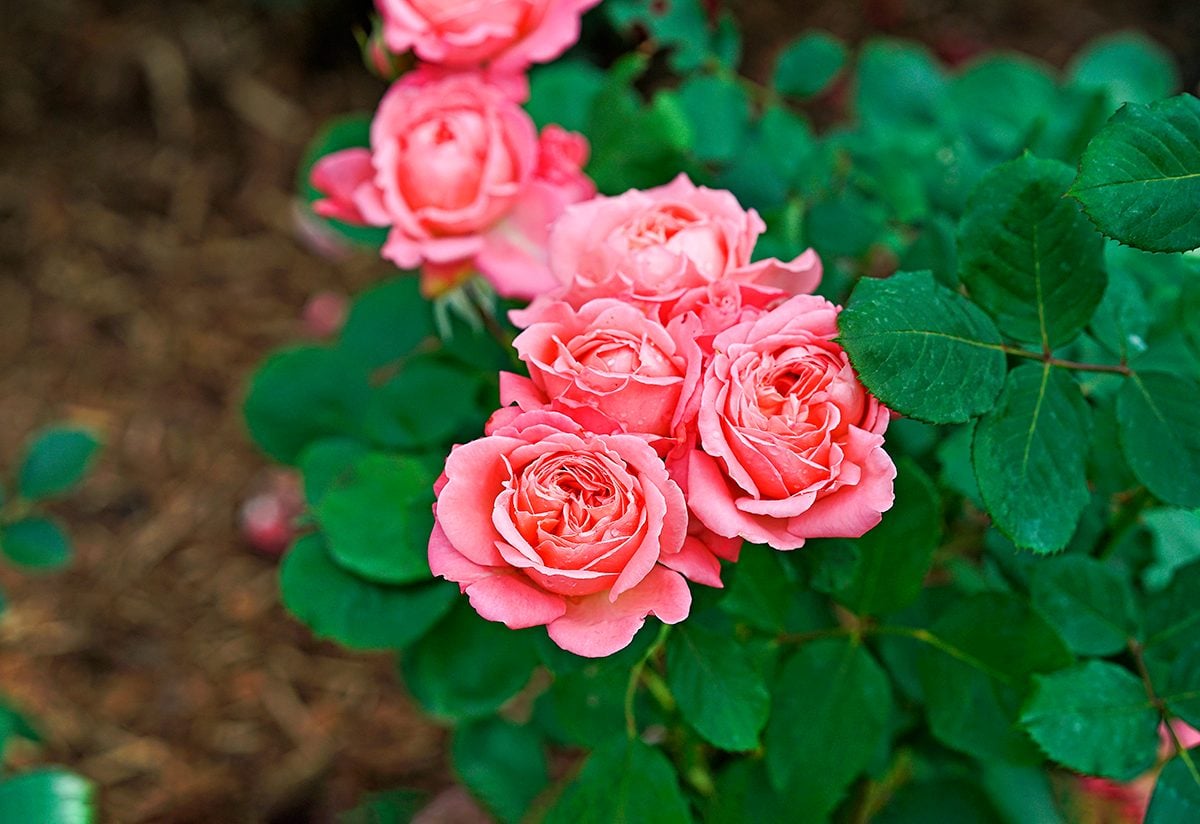 This Easy-Care Coral Shrub Rose Is Ravishing - Birds and Blooms