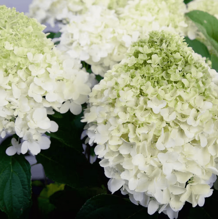 white wedding hydrangea