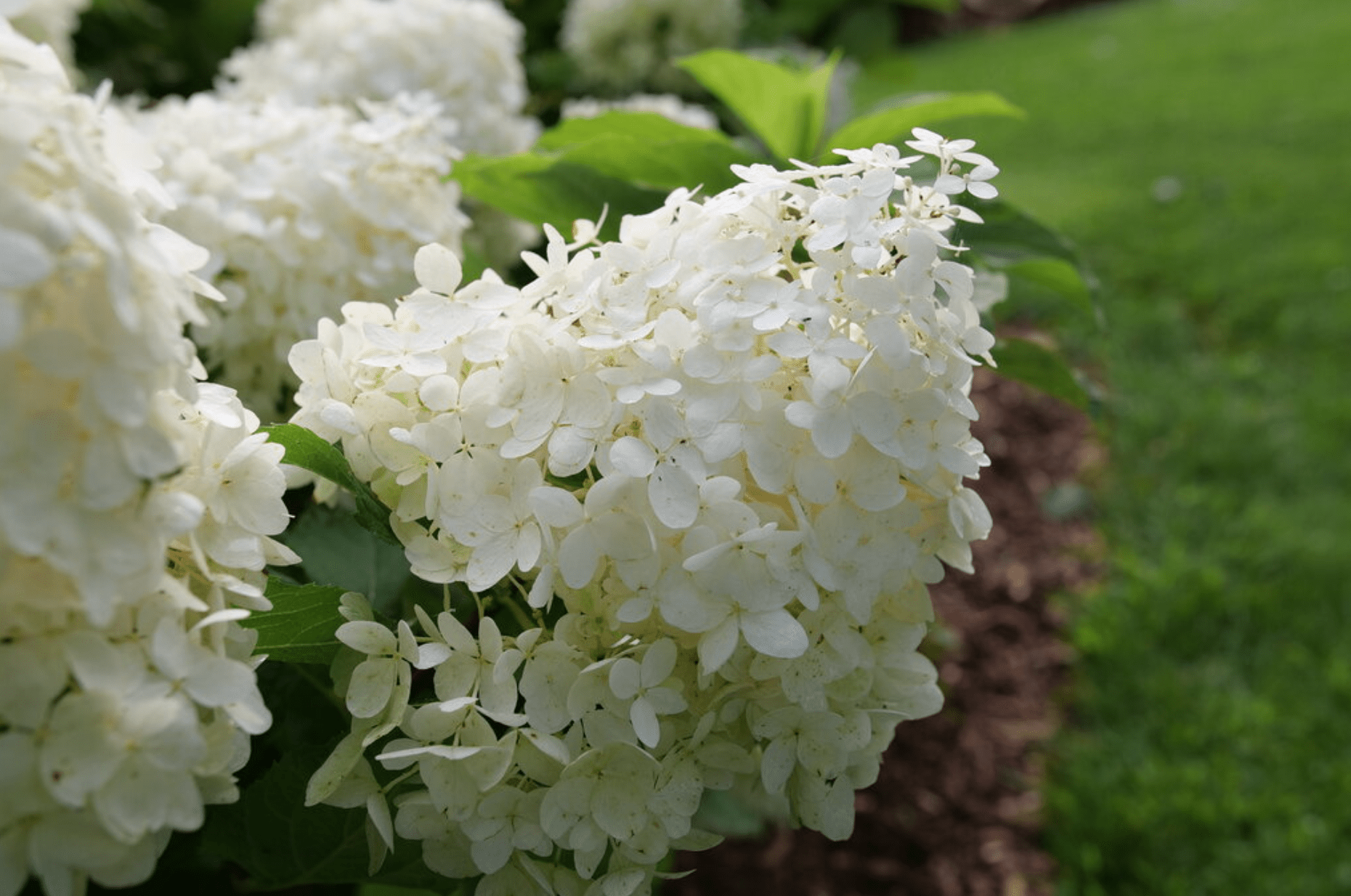 Image of Large white hydrangea bush for sale in pinterest