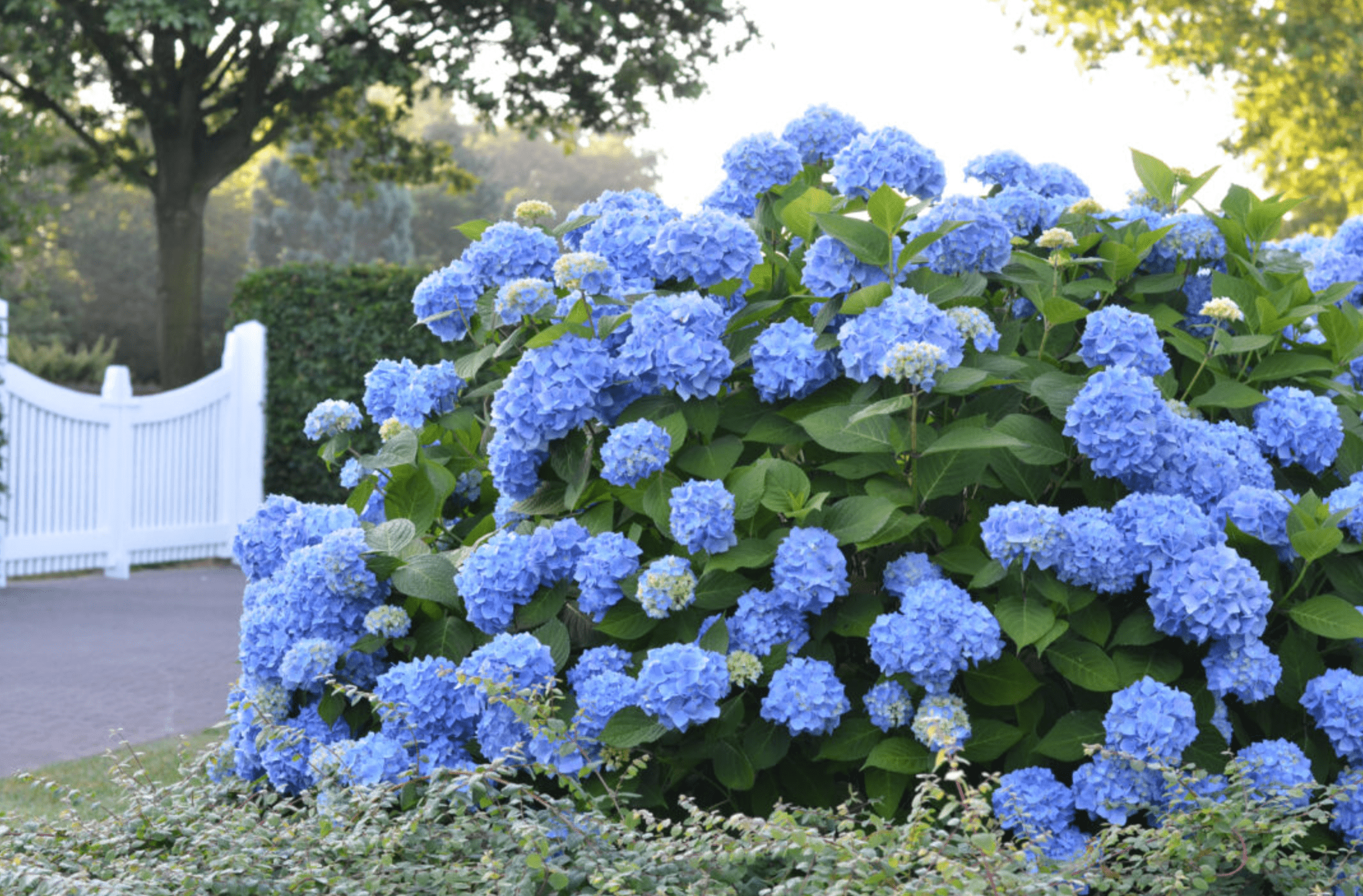 Image of Hydrangea macrophylla endless summer bush in the fall