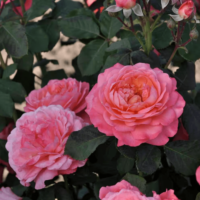 coral shrub rose