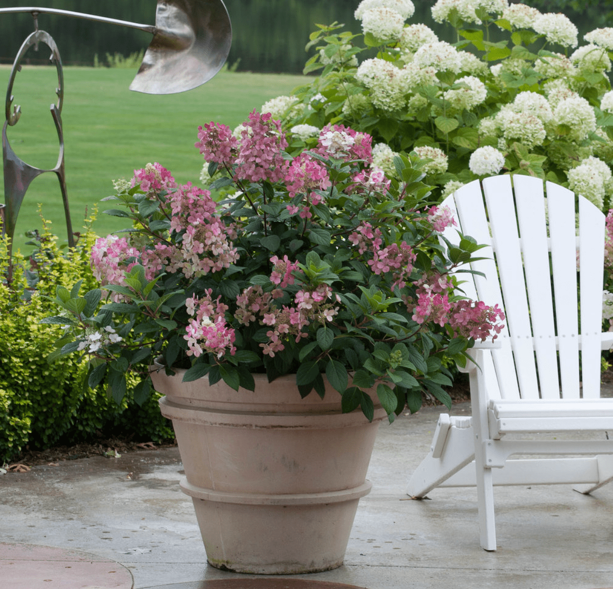 Image of Wee White Hydrangea in a terracotta pot