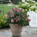 Grow a Dwarf Hydrangea in Pots and Small Spaces