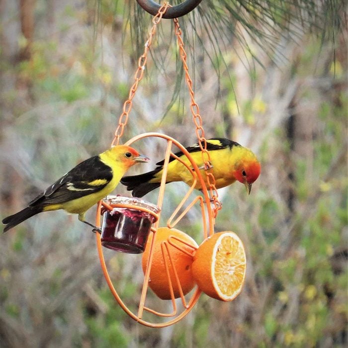 The 5 Best Oriole Feeders Of 2023