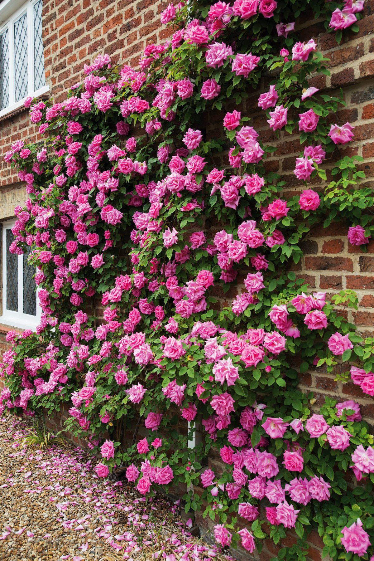 The Best Types of Roses for Every Garden - Birds and Blooms