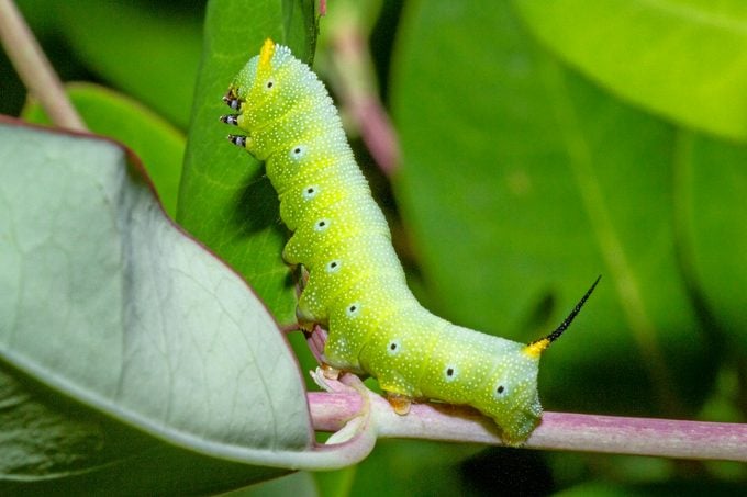 Ugcjosh Kerry Cotten Caterpillar