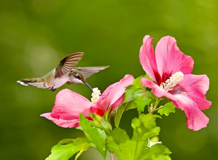 Ugcsteven Hogan, hummingbird habitat