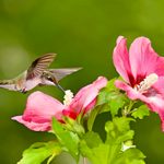 How to Create an Ideal Hummingbird Habitat