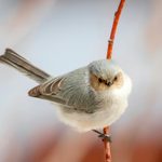 Ask the Experts: How to Identify a Bushtit Bird