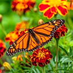 Monarch Butterfly Flowers You Should Grow