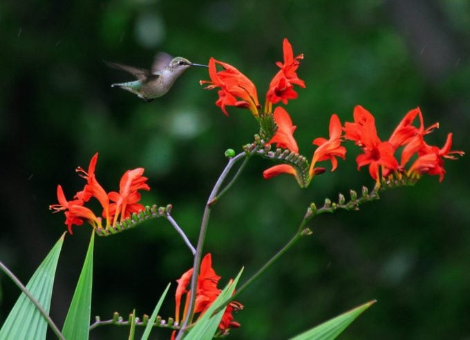 Ruby-throated hummingbird visiting crocosmia