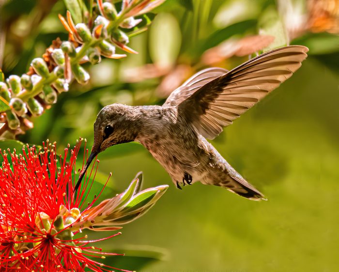 hummingbird bushes