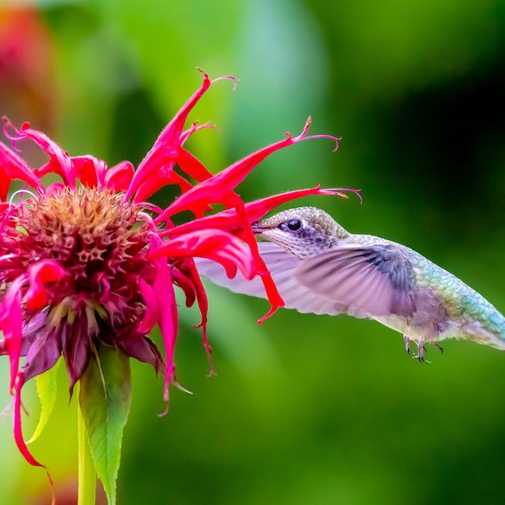 Flower Gardening - Birds and Blooms