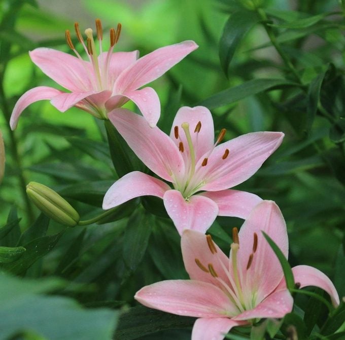 lily flower meaning