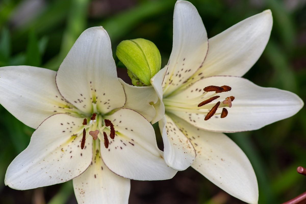 12 Lovely Pictures of Lilies You Need to See - Birds and Blooms