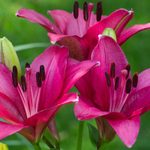 Does a Lily Flower Have Special Meaning?